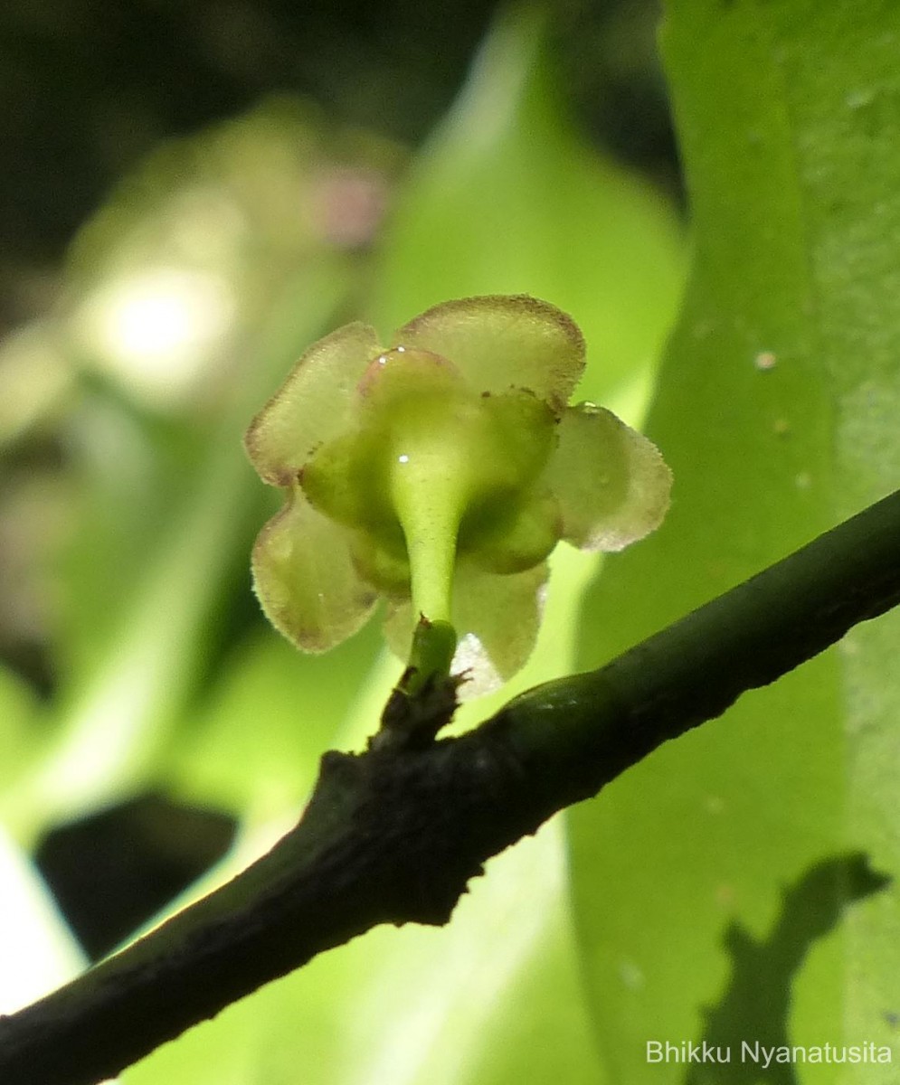 Euonymus walkeri Wight